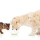 Illustration for article titled Why Dogs Will Eat Anything But Cats Are Fussy as Hell